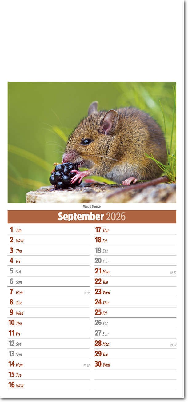 Slimline British Wildlife Compact Calendar