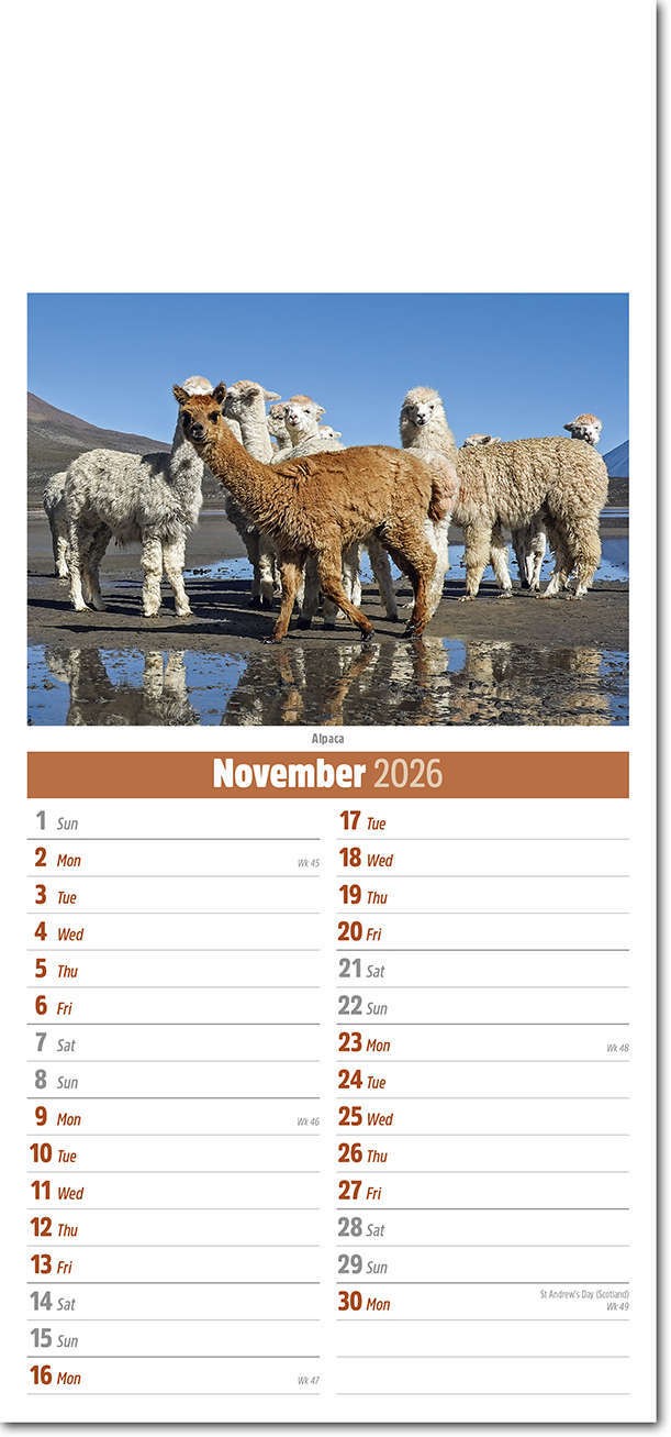 Slimline World Wildlife Compact Calendar